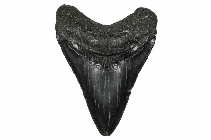 Serrated, Juvenile Megalodon Tooth - South Carolina #340460